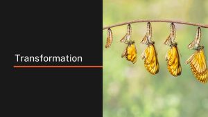 Life cycle of a butterfly pupa - transformation