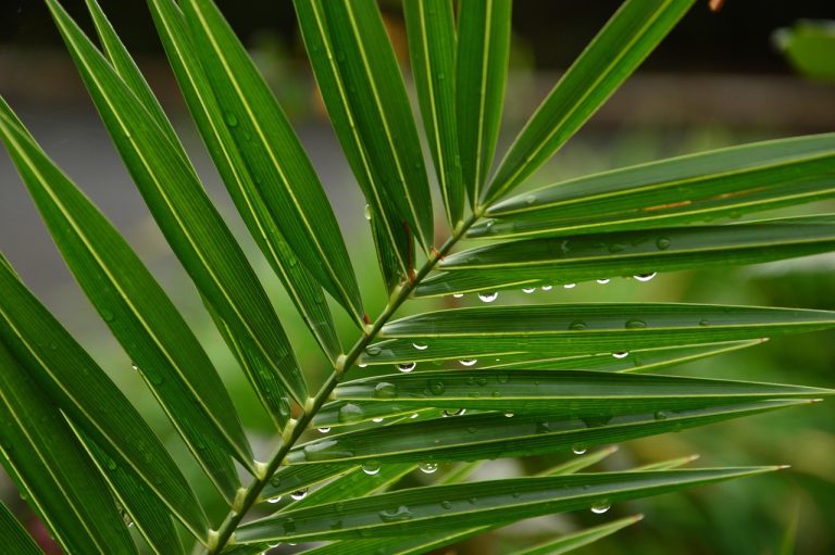 palm-leaf-4825306_1280