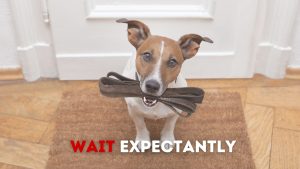 A dog with a leash and writing saying Wait Expectantly