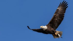 An eagle soaring