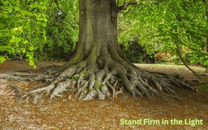A large, strong oak tree with deep, visible roots, symbolizing being grounded in godly principles.