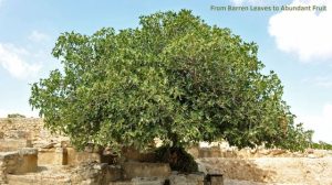 A stark, contrasting image of a fig tree with a lot of green leaves but no visible fruit, perhaps taken from a slightly low angle to emphasize the leaves.
