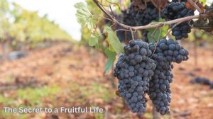 A close-up, warm-toned image of a grapevine with healthy, green leaves and a cluster of ripening purple grapes, illustrating the concept of 'abiding in Christ.'