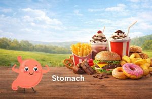 The stomach - a depiction of our needs
