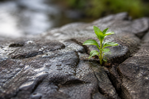A small green plant growing through a crack in hard, weathered rock after rain
